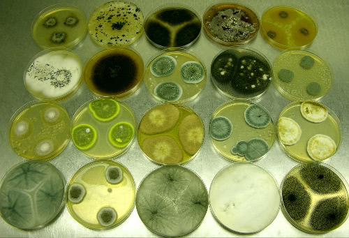 Fungal cultures